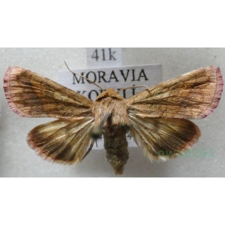 Pyrrhia purpura (Hübner, 1817) Czech41k